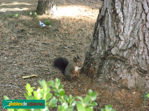 Barcelona - Jardins del Palau de Pedralbes