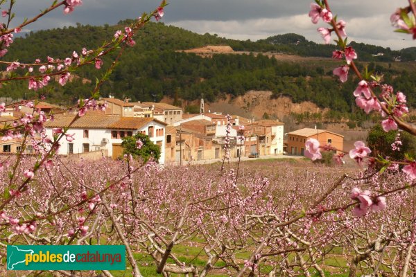 Piera - Presseguers florits a La Fortesa