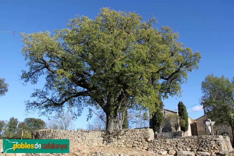 Castellcir - Roure monumental del Giol