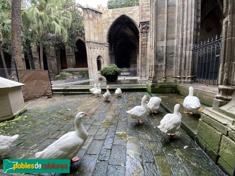 Barcelona - Claustre de la Catedral