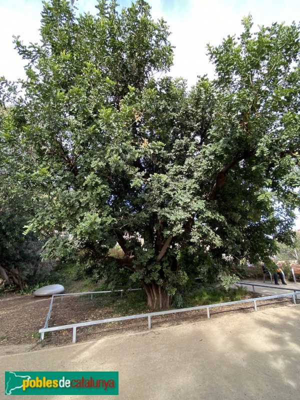 Barcelona - Jardins del Doctor Pla. Vell garrofer