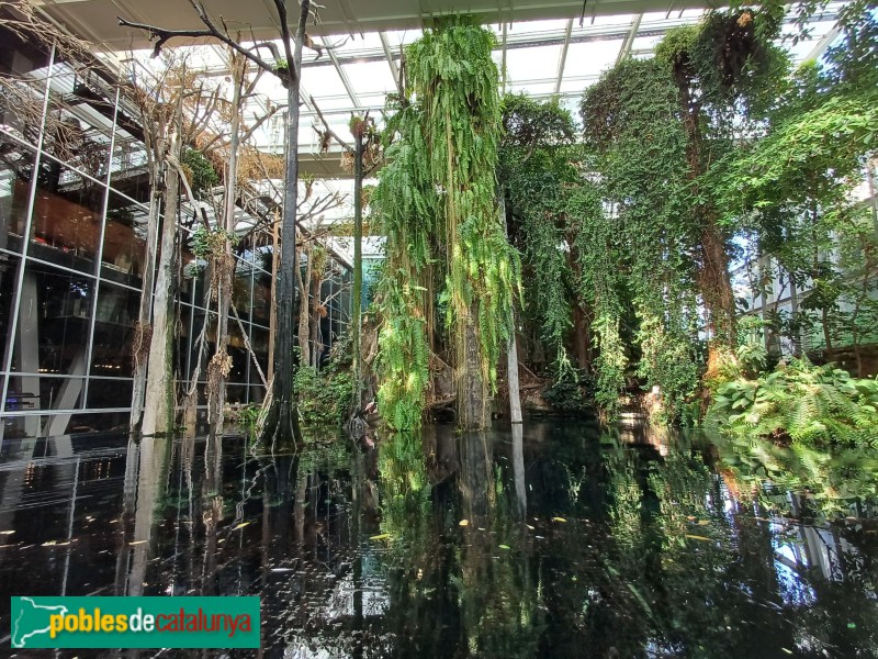 Barcelona - CosmoCaixa. Bosc humit